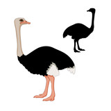 adult ostrich vector illustration