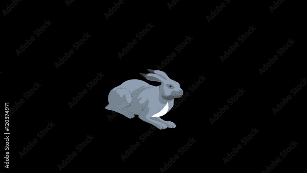 Gray Hare Lying. Alpha mate animated motion graphic Gray Hare Lying. Alpha mate animated motion graphic
