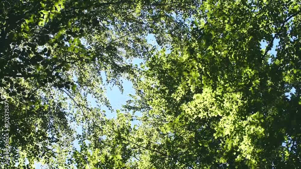 Buchenwald, Grünes Blattwerk im Sommer Buchenwald, Grünes Blattwerk im Sommer