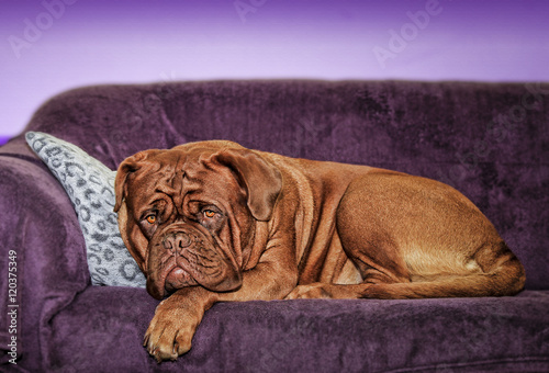 Dogue de Bordeaux on a sofa - Female portrait