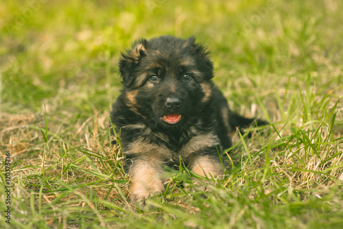 small German Shepherds