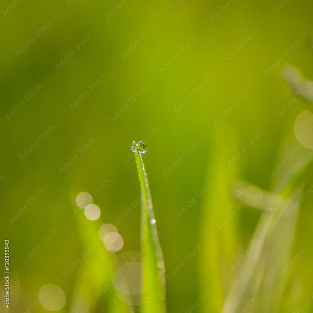 drop of dew on the grass drop of dew on the grass