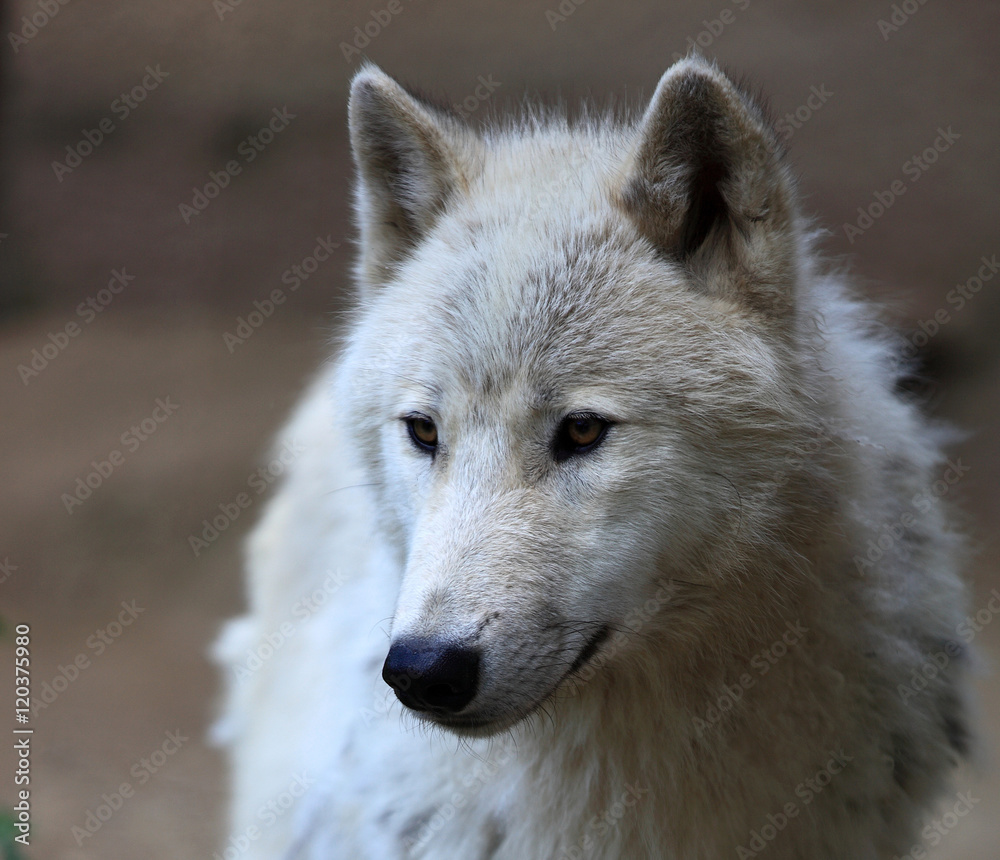 Portrait d'un loup blanc du Canada Portrait d'un loup blanc du Canada