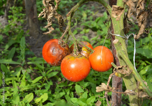 фотографія Tomatoes get sick by late blight