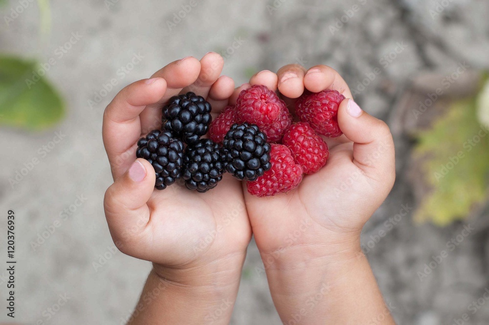 Ripe red raspberries in the little girl hands. Ripe red raspberries in the little girl hands.