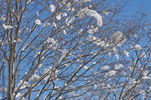 木にのる雪の塊