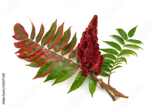 Drupes of a staghorn sumac.
