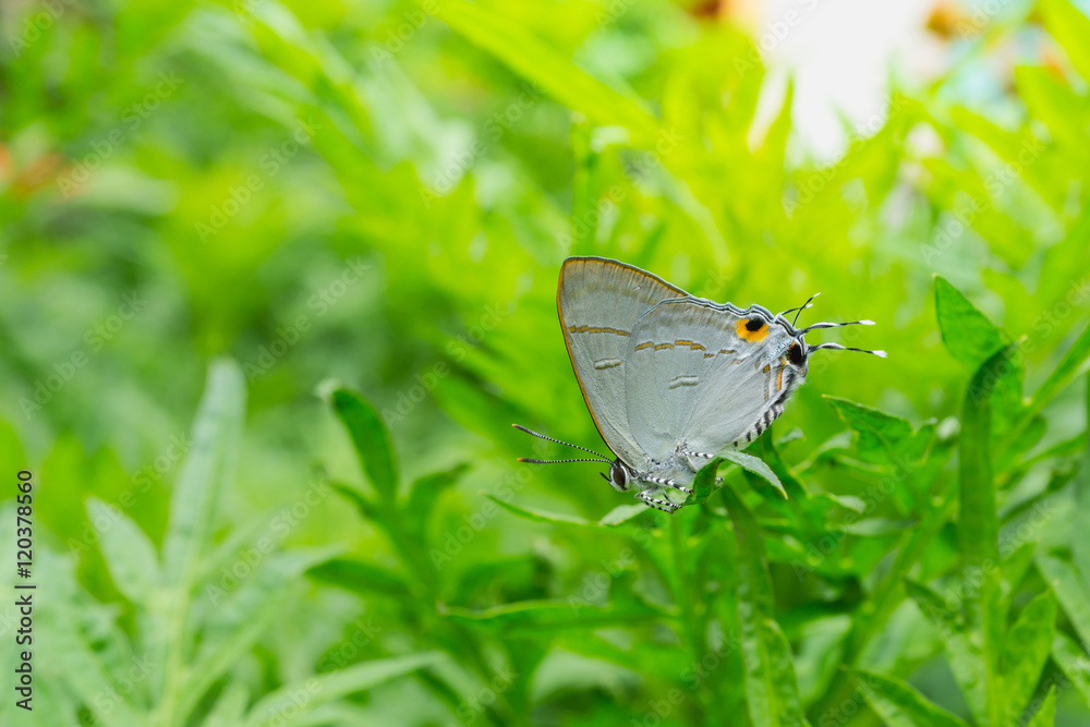 beautiful a Common Tit butterfly on green leaf (Hypolycaena erylus), is a small butterfly beautiful a Common Tit butterfly on green leaf (Hypolycaena erylus), is a small butterfly