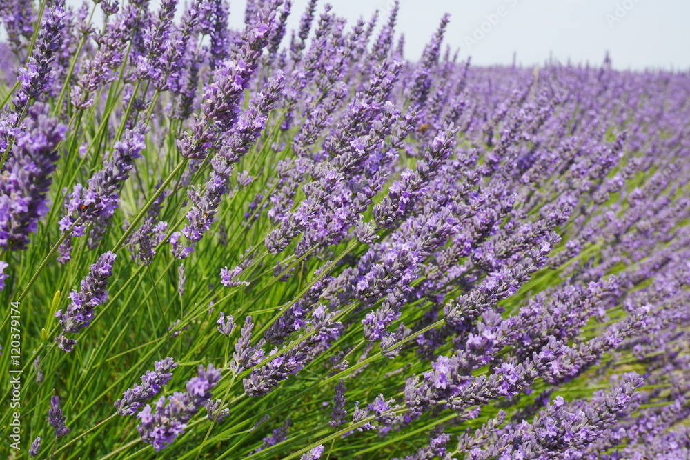 Fototapeta premium Lavendelblüte in der Provence