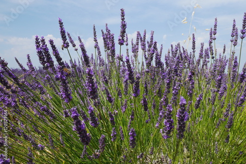 Lavendelbl  te in der Provence