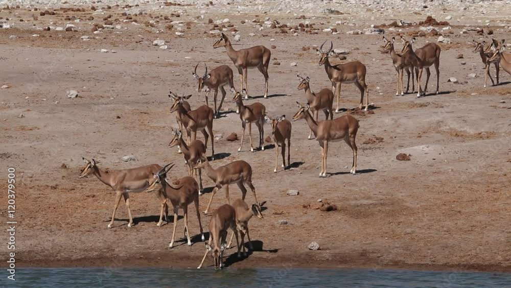 Impala antelopes (Aepyceros melampus) at a waterhole, Etosha National Park, Namibia Impala antelopes (Aepyceros melampus) at a waterhole, Etosha National Park, Namibia