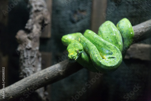 young green tree python snake