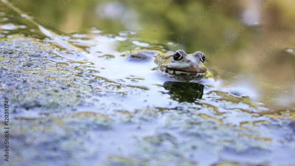 River frog on shore River frog on shore