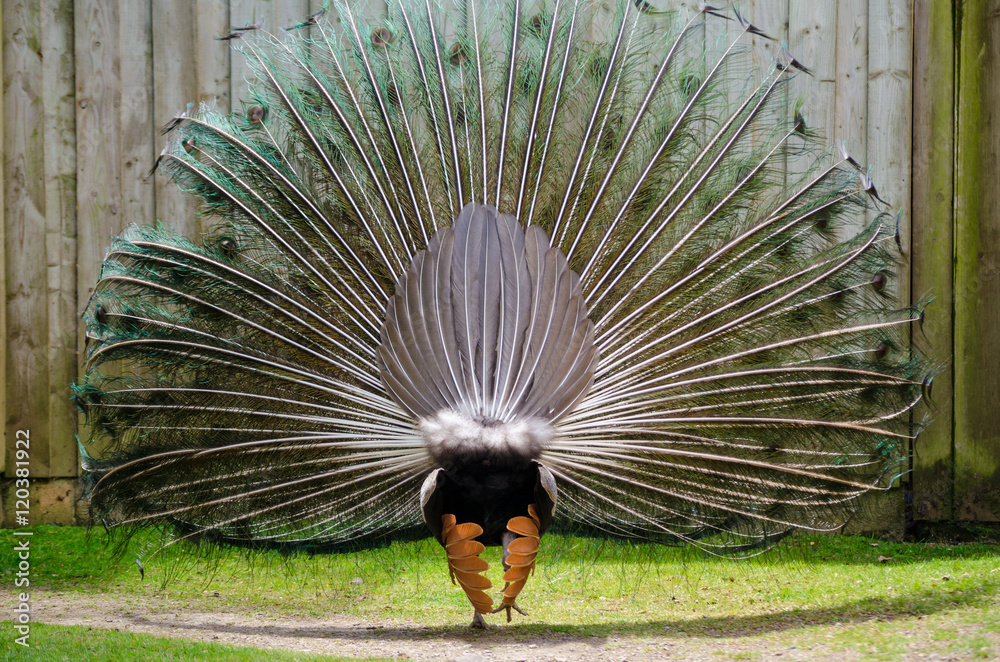 Obraz premium Peacock Display Rear Bird Tail Feathers Horizontal