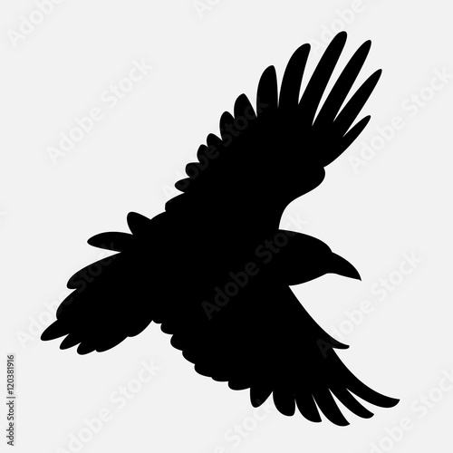 raven black silhouette vector illustration