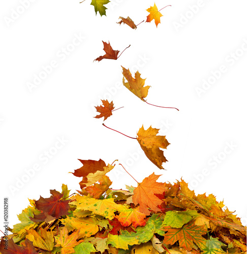 Pile of autumn maple colored leaves isolated on white background