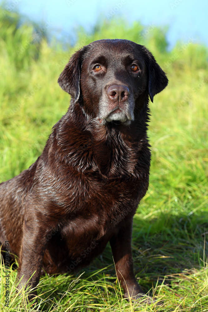 Chocolate lab stares