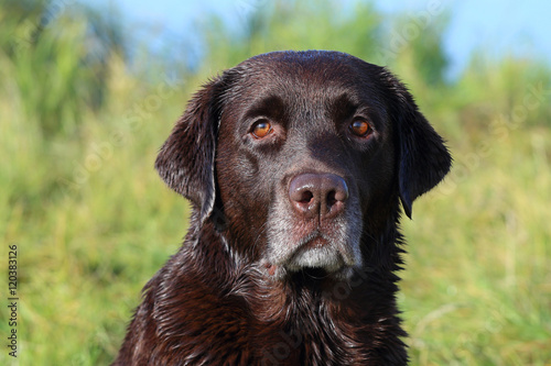 Beautiful chocolate Labrador, close-up