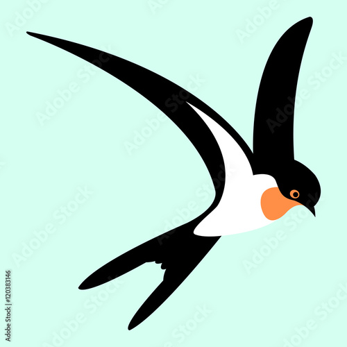swallow bird vector illustration style Flat