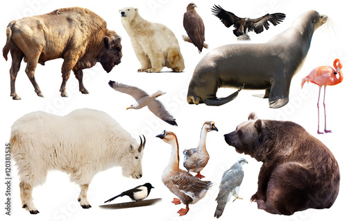 north america animals isolated