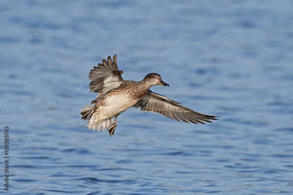Eurasian teal (Anas crecca) Eurasian teal (Anas crecca)