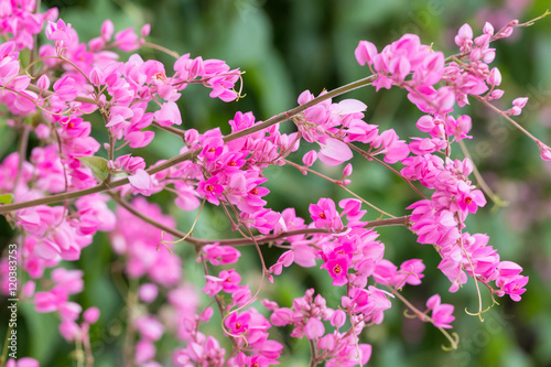 Fotografía Coral vine or Antigonon leptopus hook flower  in the garden