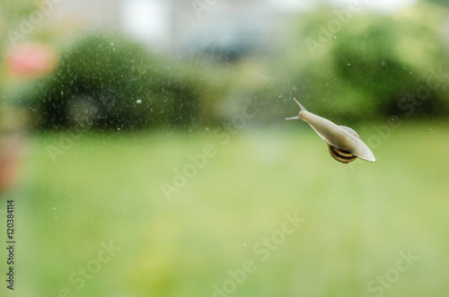 Underside View Common Garden Snail Glass Window Horizontal photo