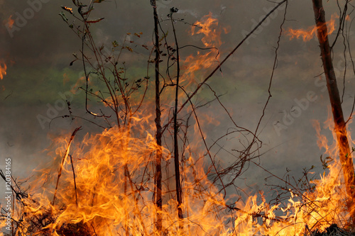 Summer wildfires burning in the Forest at rural area of Khon Kae