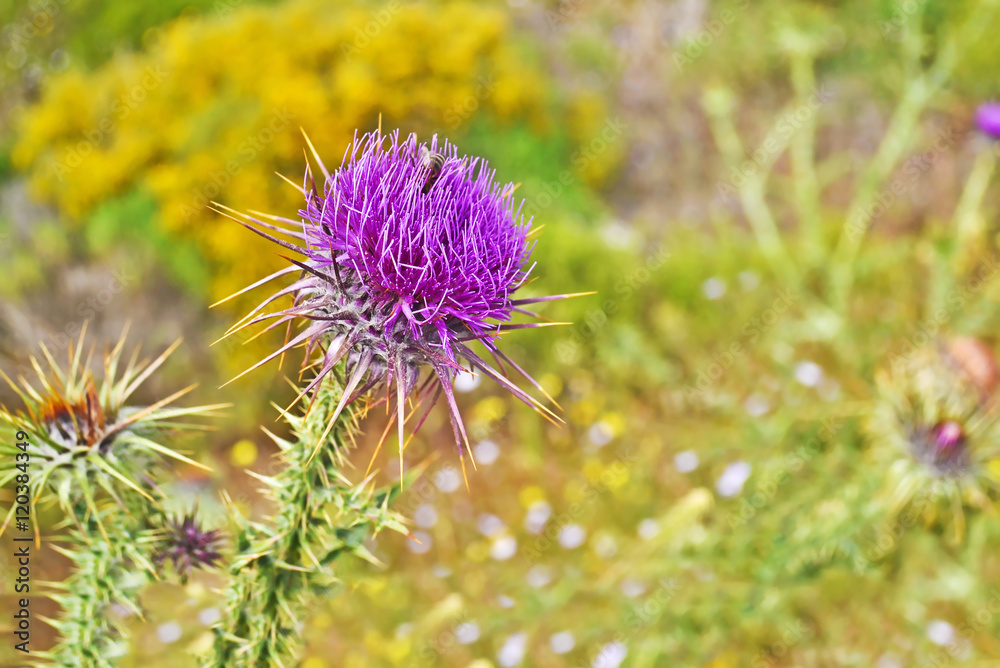 close up of a purple thistle flower with a bee - blur landscape background close up of a purple thistle flower with a bee - blur landscape background