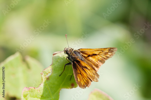 Orange butterfly green leaf background. Summer time landscape macro view shallow depth