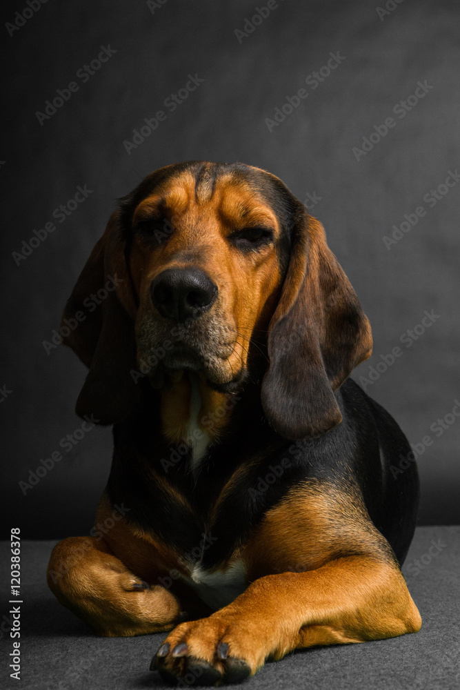 Jura- Beagle Hund liegend