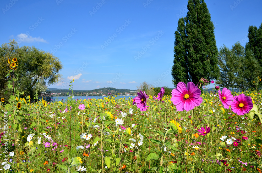 Landschaft im Sommer: Bunte Blumenwiese mit Sonnenblumen und Kosmeen am