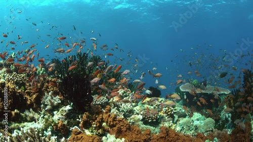 Wallpaper Mural Colorful coral reef with plenty fish. 4k footage Torontodigital.ca