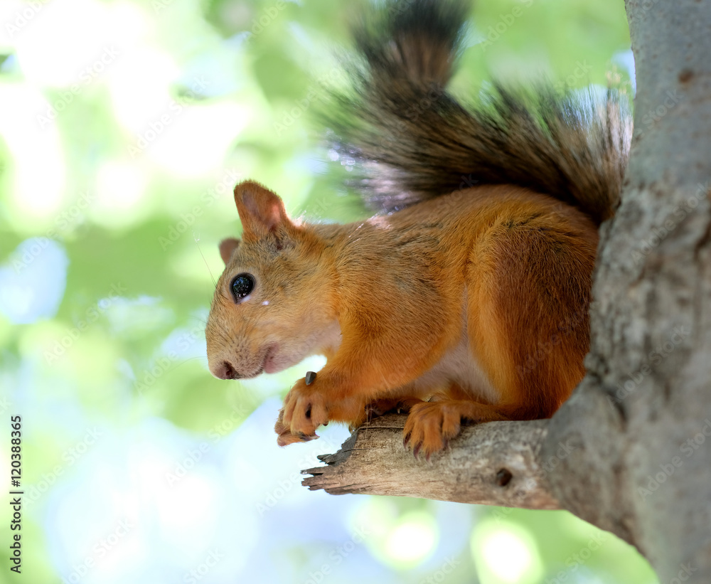 Fototapeta premium Red squirrel on tree
