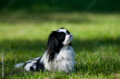 Canvastavla Japanese Chin portrait