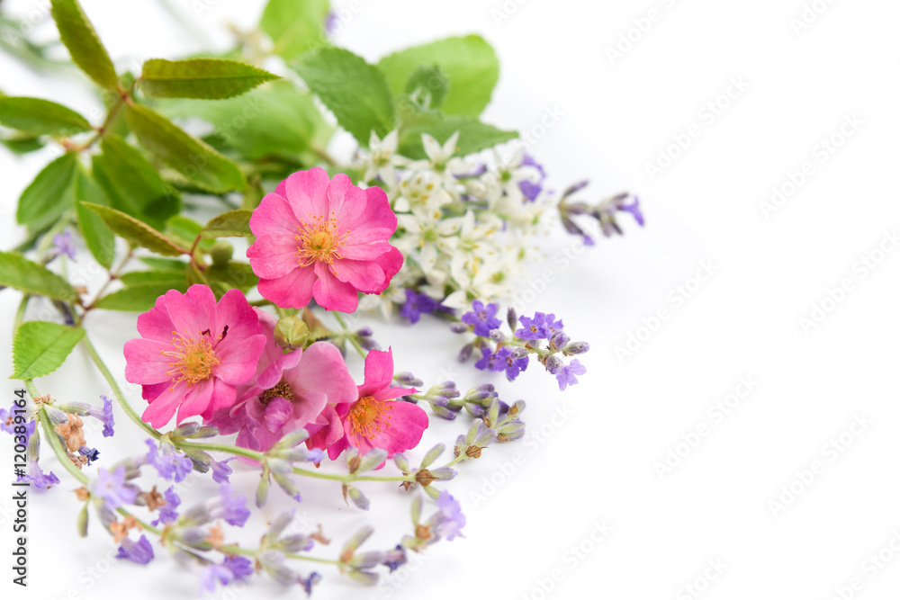 wild rose and herbs in white background wild rose and herbs in white background