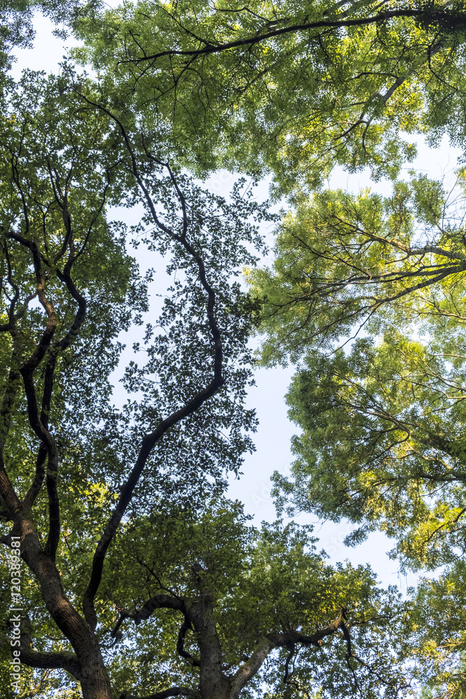Fototapeta premium High deciduous trees in deciduous forest