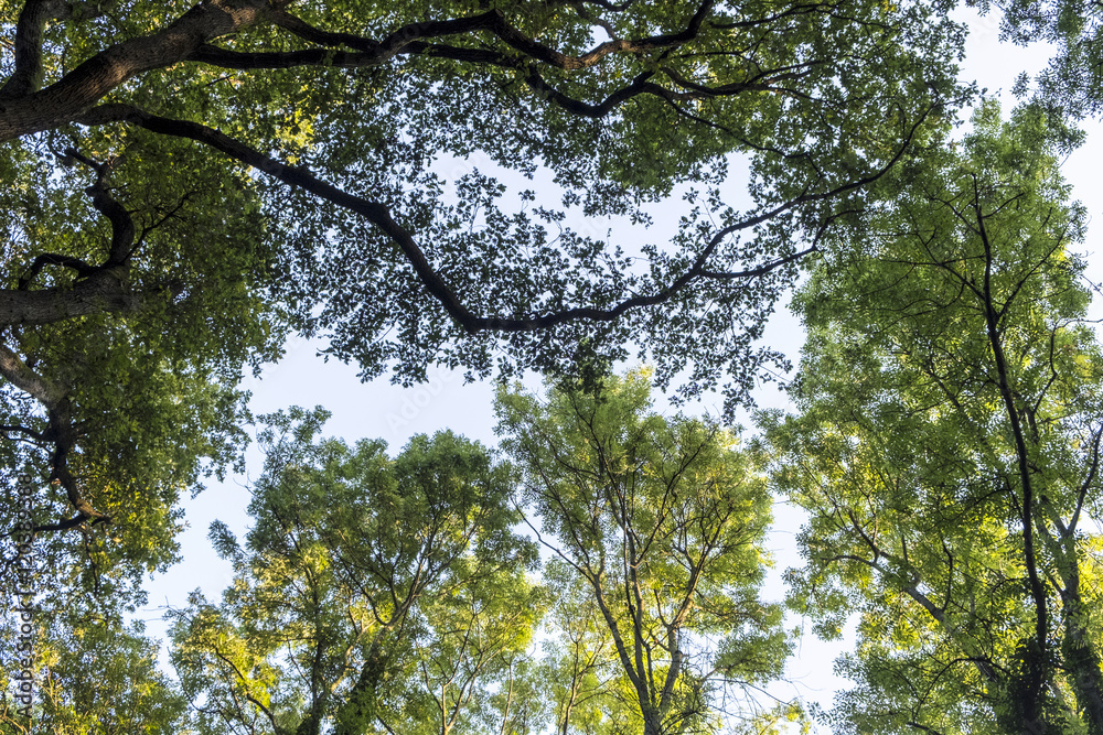 Obraz premium High deciduous trees in deciduous forest