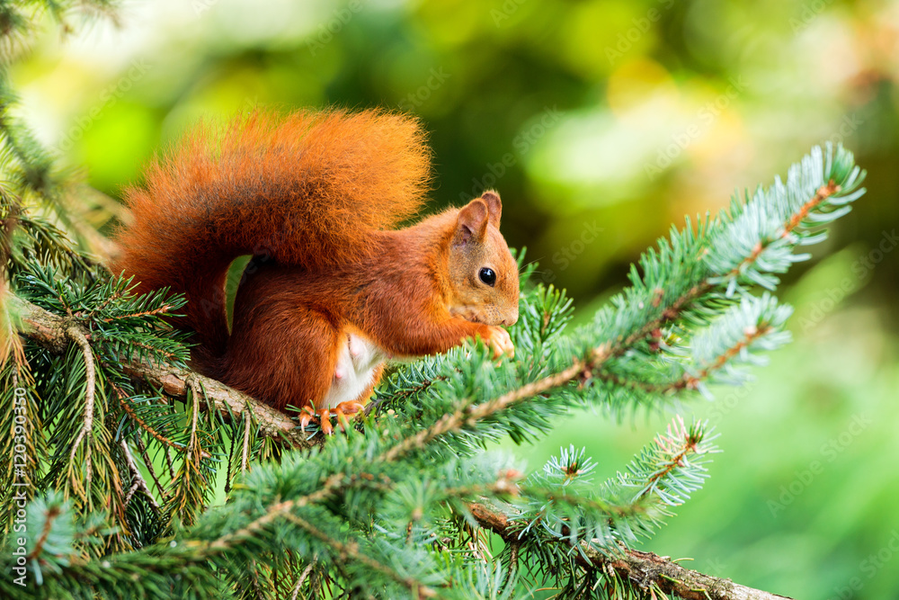 Close-Up at Red Squirrel in Pine tree/ Krefeld Close-Up at Red Squirrel in Pine tree/ Krefeld