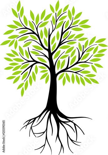 Olive tree with roots