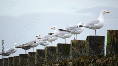 Wild Seagulls at Aberdeen Beach, Scotland, UK
