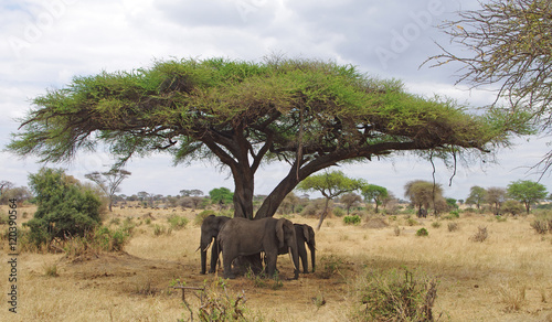 Trois éléphants sous un arbre dans la savane Africaine photo