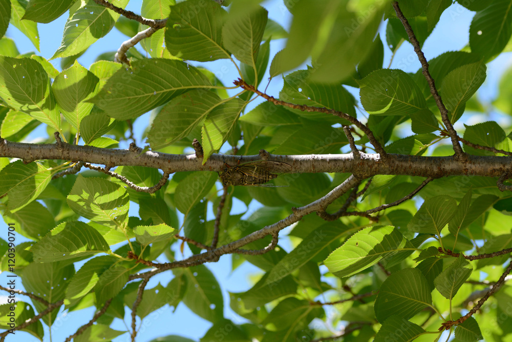 A kind of Japanese cicada-Cryptotympana facialis- has singing perched on a tree of cherry tree in July. A kind of Japanese cicada-Cryptotympana facialis- has singing perched on a tree of cherry tree in July.