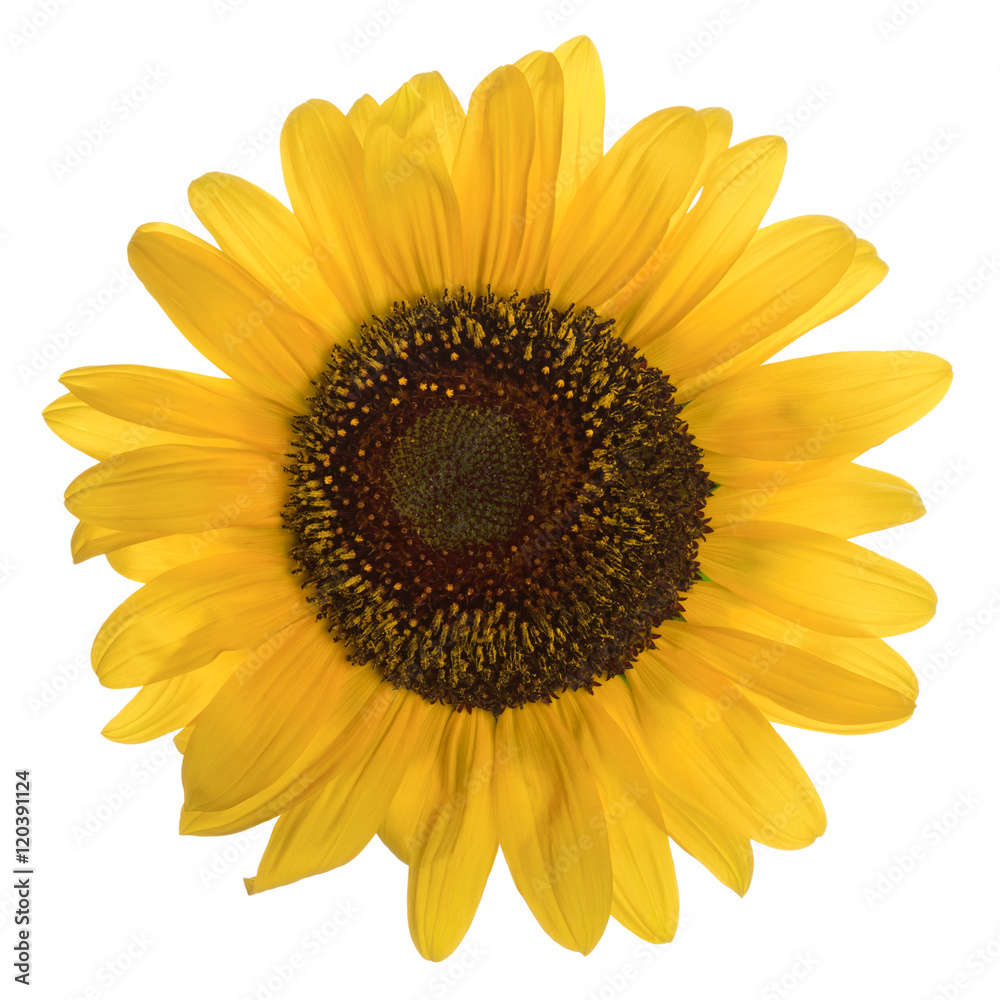 Fototapeta premium Sunflower isolated on white background