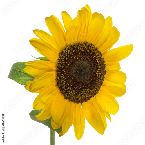 Fototapeta Naklejka Na Ścianę i Meble -  Sunflower isolated on white background