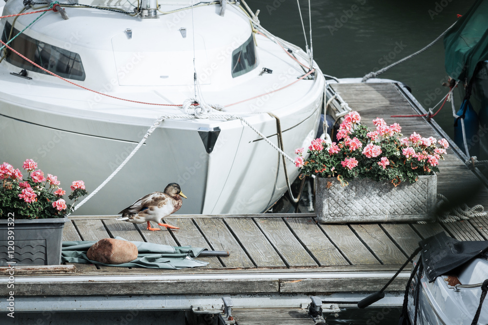 Fototapeta premium Ente schreitet über Bootssteg vor weißer Yacht im Sporthafen