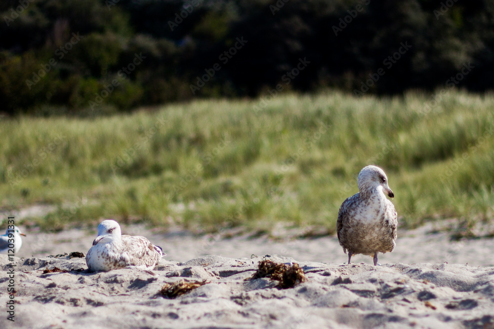Fototapeta premium Möwen am Strand