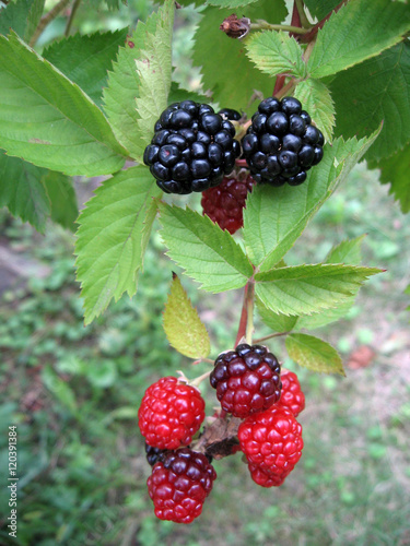 Blackberry plant with berries and green leaves in the garden.