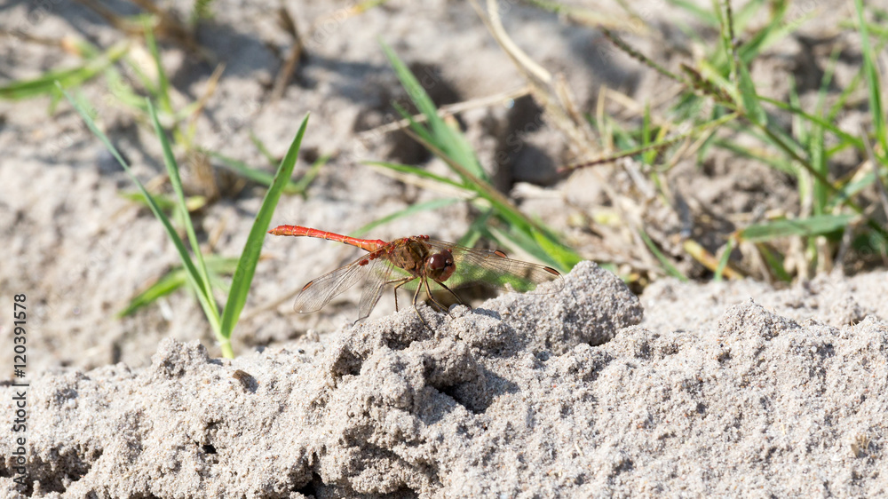 beautiful red dragonfly beautiful red dragonfly