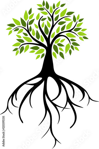 Tree with big roots
